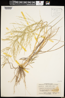 Eragrostis curtipedicellata image