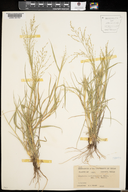 Eragrostis curtipedicellata image