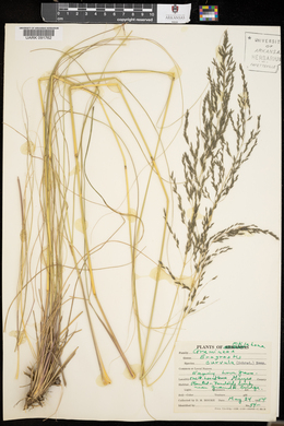 Eragrostis curvula image