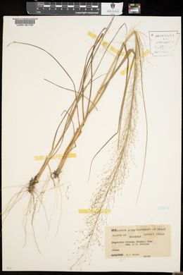 Eragrostis hirsuta image