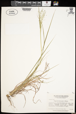 Eragrostis intermedia image