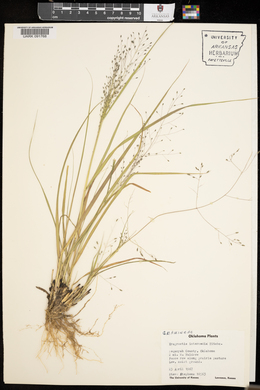 Eragrostis intermedia image