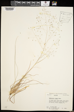 Eragrostis lugens image