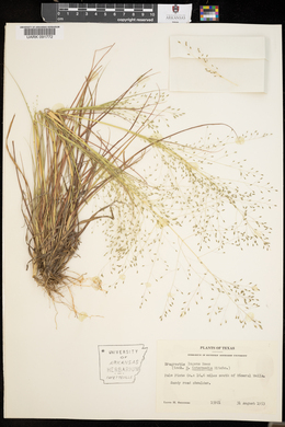 Eragrostis lugens image