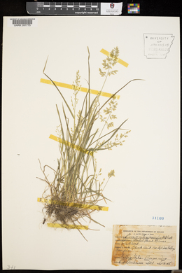 Eragrostis minor image