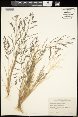 Eragrostis minor image