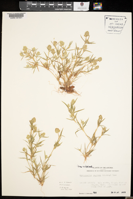 Eragrostis reptans image