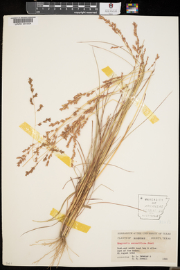 Eragrostis secundiflora image