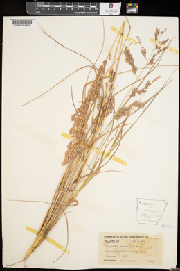 Eragrostis secundiflora image