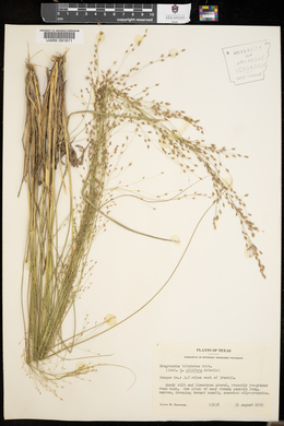 Eragrostis trichodes image