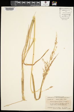 Panicum amarulum image