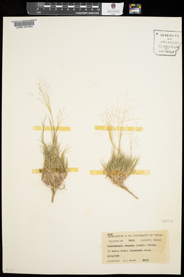 Muhlenbergia arenacea image