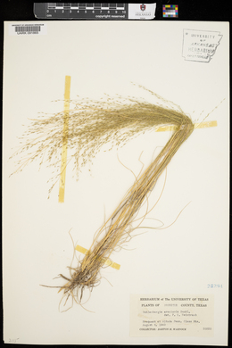 Muhlenbergia arenicola image