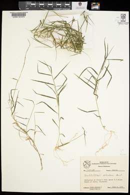 Muhlenbergia schreberi image