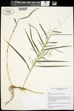 Muhlenbergia sobolifera image