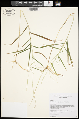 Muhlenbergia sobolifera image