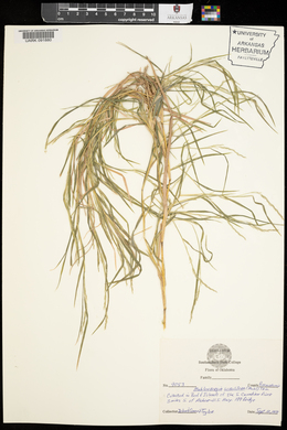 Muhlenbergia sobolifera image