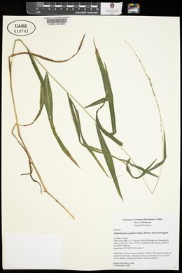 Muhlenbergia tenuiflora image