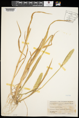 Phalaris caroliniana image