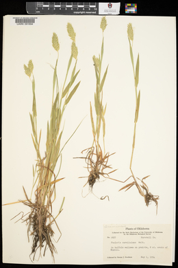 Phalaris caroliniana image