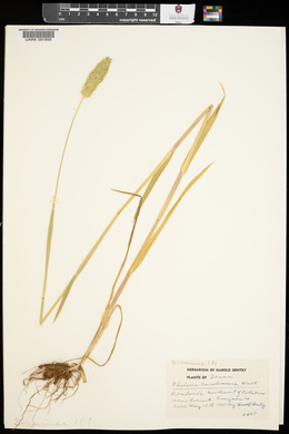 Phalaris caroliniana image