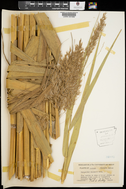 Phragmites australis image