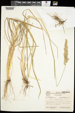 Poa arachnifera image