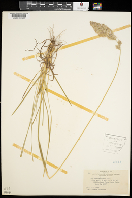 Poa arachnifera image