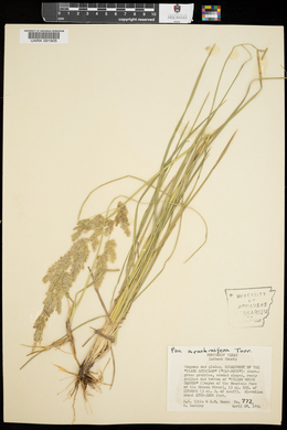 Poa arachnifera image