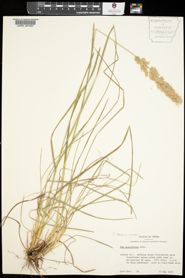 Poa arachnifera image