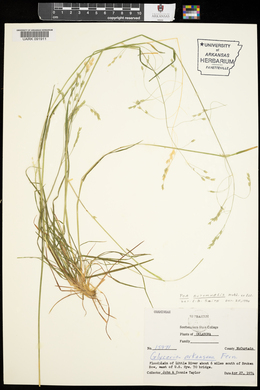 Poa autumnalis image