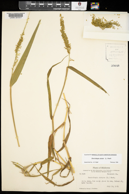 Sacciolepis striata image