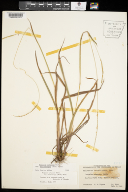 Paspalum setaceum var. muhlenbergii image