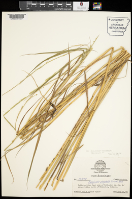 Urochloa platyphylla image