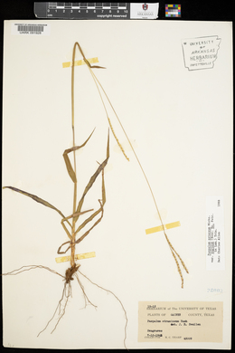 Paspalum setaceum var. supinum image