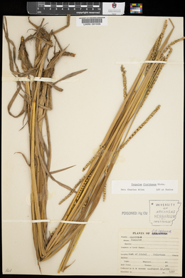 Paspalum floridanum image