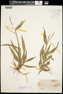 Paspalum langei image