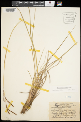 Paspalum plicatulum image