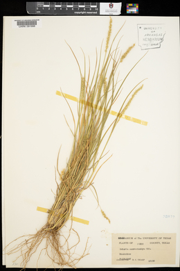 Setaria macrostachya image