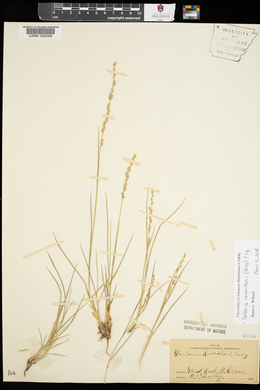 Setaria reverchonii image