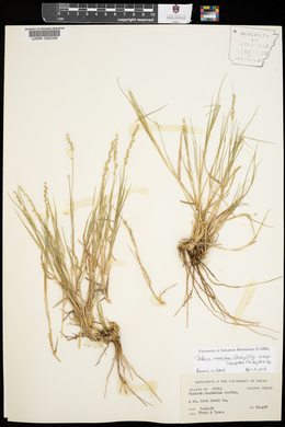 Setaria reverchonii image