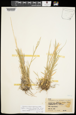 Setaria reverchonii subsp. ramiseta image