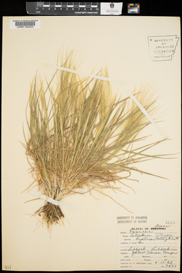 Elymus elymoides subsp. elymoides image