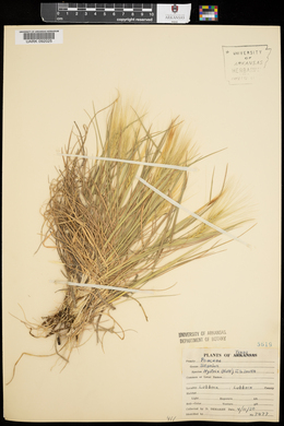 Elymus elymoides subsp. elymoides image