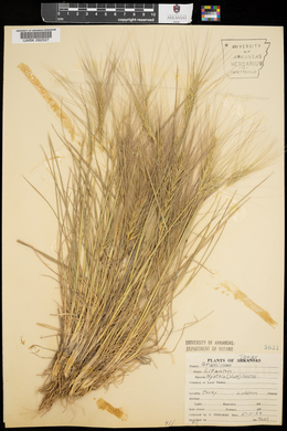 Elymus elymoides subsp. elymoides image