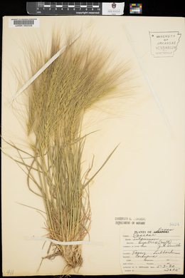 Elymus elymoides subsp. elymoides image