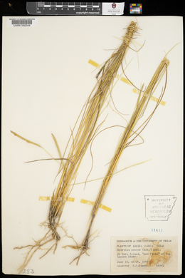 Spartina patens image