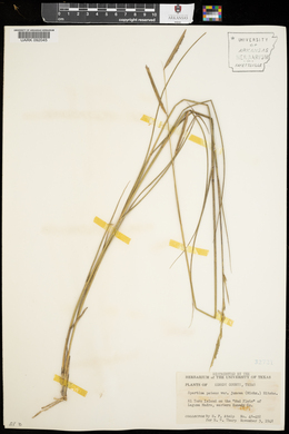 Spartina patens image