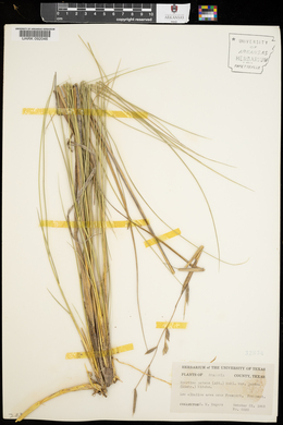 Spartina patens image