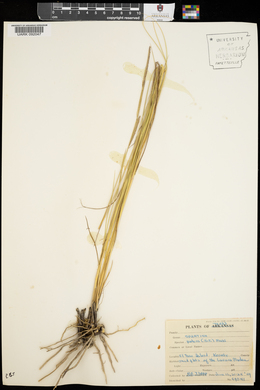 Spartina patens image